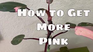 Get More Pink Variegation in Your Philodendron Pink Princess House Plant Propagation Care Tips
