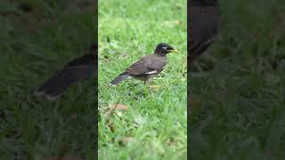 Young myna bird. #Shorts