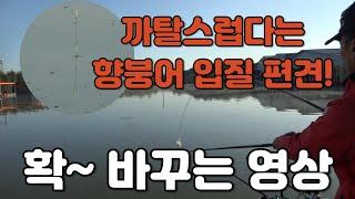 [225편] 향붕어 입질 편견 확~ 바꿔드립니다/향붕어의 완벽한 찌올림 영상/쌍방죽 낚시터/대한민국 낚시계 최초 드론·항공촬영/붕어낚시