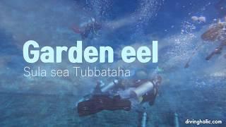 바닷속 모래위의 갈대 정원장어(Gardeneel)