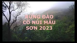 RỪNG ĐÀO CỔ THỤ TRÊN NÚI MẪU SƠN Ancient peach forest on MauSon mountain filmed by fimix8se2020drone