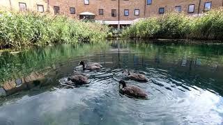 LONDON Walk Tour GREENLAND DOCK, Rotherhithe from THAMES Path