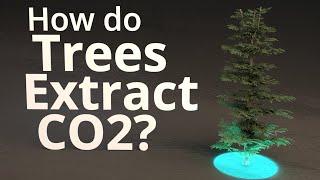 How Do Trees Extract CO2?