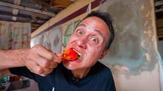 1,463,700 Scoville!!  SCORPION CHILI PEPPERS - Spiciest Food in Trinidad & Tobago!!