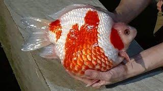 Aww! Beautiful quality goldfish | Goldfish farm