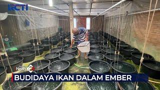 Budidaya Ikan Bawal dalam Ember Raup Cuan hingga Jutaan Rupiah #SeputariNewsPagi 05/11