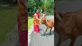 গরুর কথা শুনে ভয় পেয়ে গেল।#funny #shorts 