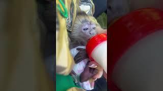 Финя такой маленький, что памперс ему аж по шею