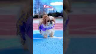 I wants to be your bestie..️#shorts #cute #shihtzu #dog#doglover