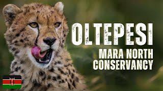 Best Safari Camp for Wildlife Photographers- Oltepesi Tented Safari Camp in the Masai Mara