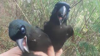 burung jalak jinak banget gaes