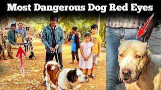 Red Eyes.. | Hyderabad Dogs Park | Movie Chance..️ | @upendragani