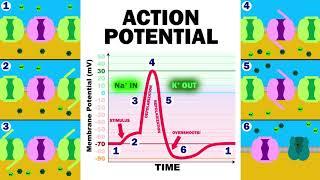 THE ACTION POTENTIAL