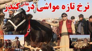 گزارش ویژه از نقاش یا مالبازار ولایت کندز | نرخ ونوای مواشی در فصل زمستان | کندز جان | افغانستان