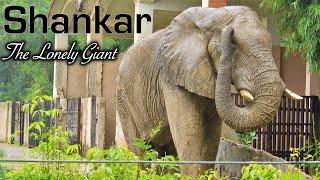 Shankar : The Lone African Elephant of India (Delhi Zoo) !
