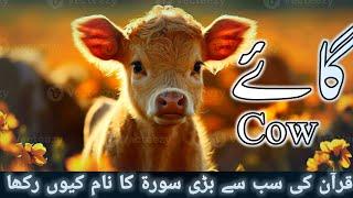 world's most expensive cow #quran