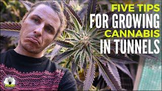 Year-Round Cannabis Cultivation: How to Grow Marijuana in Tunnels for South African Growers