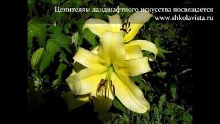 Лилии ОТ-Гибриды "Honeymoon" и "Касабланка"