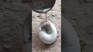 Aluminum Snail Shell: From Scrap to Garden Art #shorts #viralvideo #restoration #metalworking
