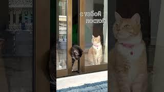 Как относитесь к котикам ? #коты #ухожу