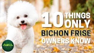 10 Things Only Bichon Frise Dog Owners Understand