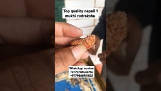 Top quality nepali 1 mukhi rudraksha collector piece #youtubeshorts #shorts #rudraksha