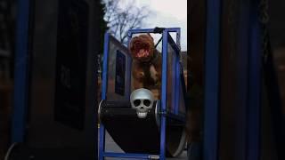 Bulldog Can't Be ️ SCARY .