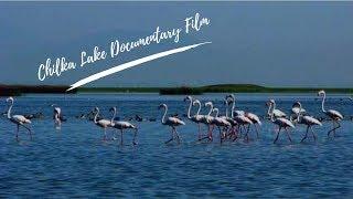 Chilka Lake - Documentary Film | VM Documentary | Vision Media | Odisha