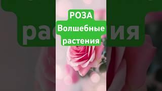 РОЗА - волшебные растения