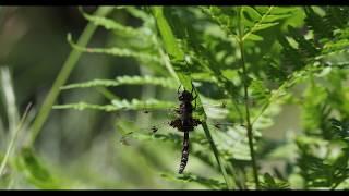 Epitheca princeps - Prince Baskettail