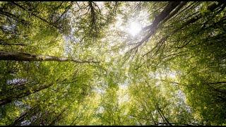 Шум листвы - один из самых успокаивающих звуков. For Sleep, Meditation and Stress Relief (2 Hours)