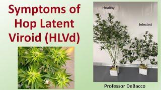 Symptoms of Hop Latent Viroid (HLVd)