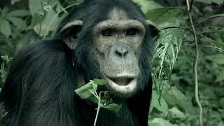 Nature Documentary - A Chimpanzee's Tale