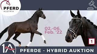 #1 GEYER'S DANTES FINEST - 1A-Pferde Hybrid Auktion WWW.HORSEAUCTION.AT