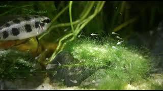 Dicrosus Maculatus and fryy. video nahrál člen ČCK Michal Klacek