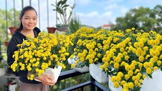 Do it this way and you will immediately have a colorful garden  Tips for recycling plastic bottles