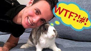 Bunny doesn't understand accent