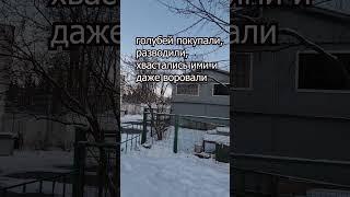Московские голубятни