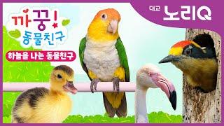 까꿍! 하늘을 나는 동물친구ㅣ자연관찰ㅣ대교 노리QㅣBabies&KidsㅣPikaboo! Animal friendsㅣDaekyo noriQ