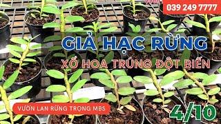 GIẢ HẠC RỪNG xổ hoa trúng ĐỘT BIẾN tại vườn lan rừng Trọng 039 249 7777 || PHONG LAN RỪNG