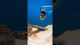 Clown Trigger fish