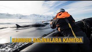 Kambur balinalara kamera