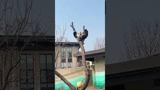 Синхронное плавание для взрослых для начинающих с нуля в Санкт-Петербурге