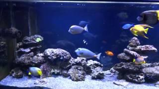 marine fish tank 19 11 2014