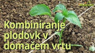 Kombiniranje plodovk v domačem vrtu