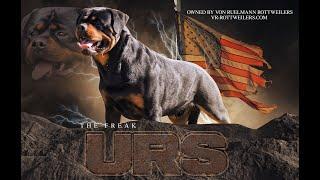 140 LBS of Muscle Rottweiler Stud Dog Von Ruelmann's Urs Von St. Niclas