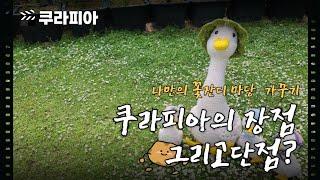 나만의 꽃잔디 정원을  만들어봐요.쿠라피아.#전원주택 #garden #잔디 #정원#꽃잔디