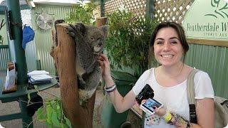 Petting Koalas in Sydney! | Evan Edinger Travel