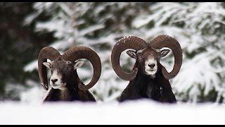 Муфлон. Зима. Mouflon. Winter.