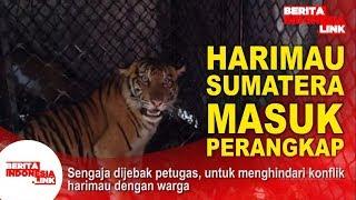 Harimau Sumatera Masuk Perangkap!